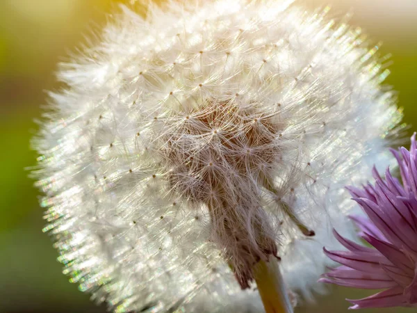 裏庭の芝生の上で白いタンポポのクローズアップ — ストック写真