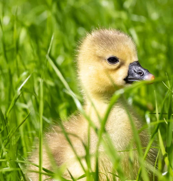 Κίτρινο Ημερών Gosling Πράσινο Γρασίδι Γκρο Πλαν — Φωτογραφία Αρχείου