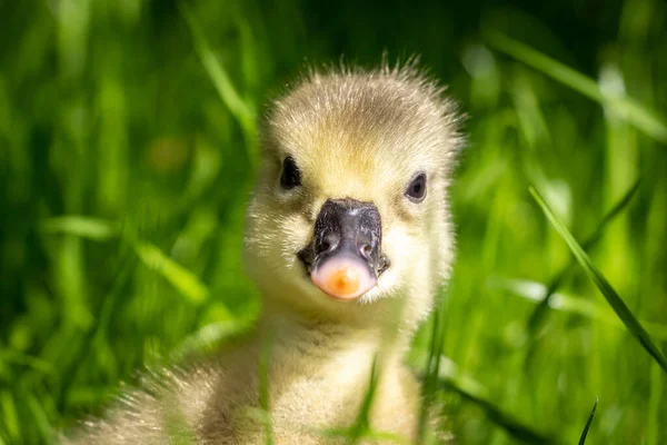 Żółty Dni Stary Gosling Zielonej Trawie Zbliżenie — Zdjęcie stockowe