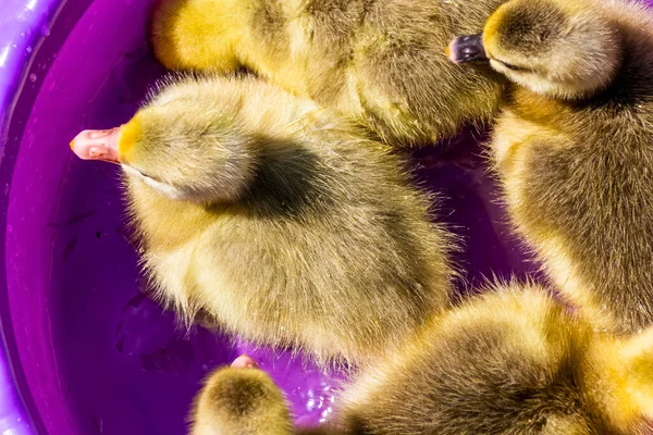 Fiatal Goslings Fürdik Egy Lila Medence Kertben — Stock Fotó