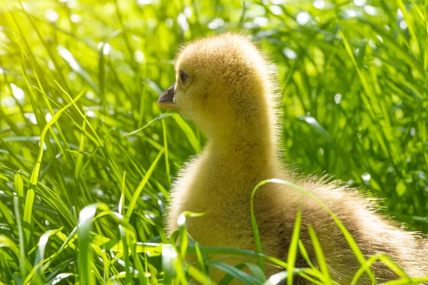 Młody Żółty Gosling Chodzi Trawie Trawnika Podwórku — Zdjęcie stockowe