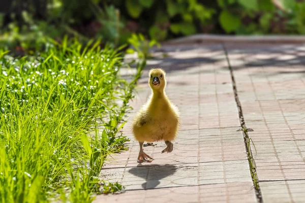 Młody Żółty Gosling Chodzi Trawie Trawnika Podwórku — Zdjęcie stockowe