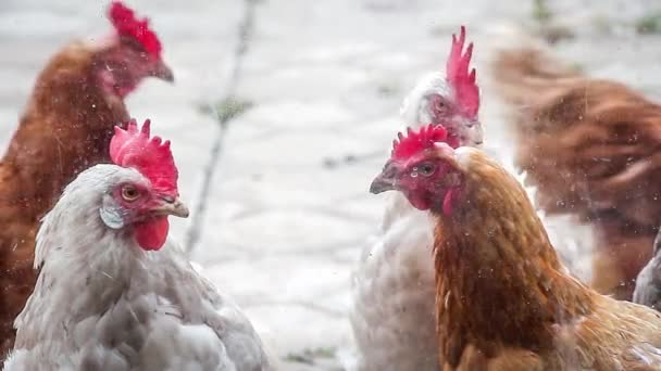 Οικιακά Κοτόπουλα Περπατούν Στην Αυλή Ενός Ιδιωτικού Σπιτιού — Αρχείο Βίντεο