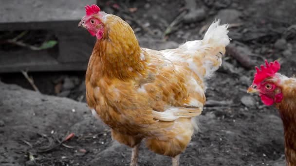 Poules Pondeuses Domestiques Marchent Dans Paddock Dans Cour Arrière — Video