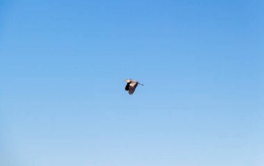 Mavi gökyüzünde bir leylek uçar.