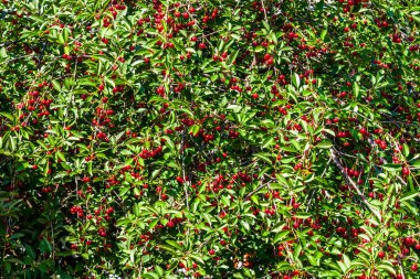 Olgun sulu kiraz meyveleri dallarda sallanıyor..