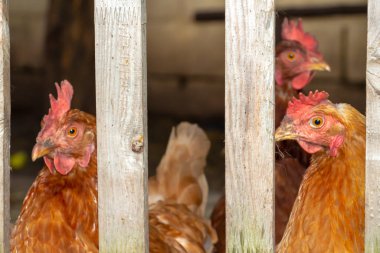 Evcil tavuklar arka bahçedeki otlakta yürürler..