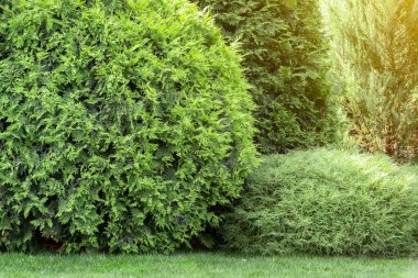 Özel bir evin arka bahçesinde peyzaj. Çim biçme, dekoratif ağaçlar, çiçek yatakları..