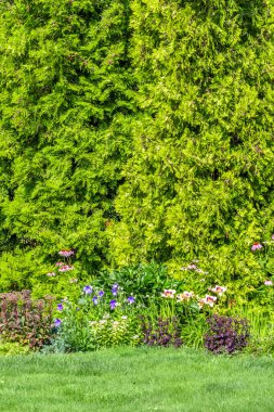 Özel bir evin arka bahçesinde peyzaj. Çim biçme, dekoratif ağaçlar, çiçek yatakları..