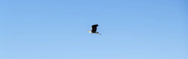 一只鹤在蓝蓝的晴空中飞得很高 — 图库照片