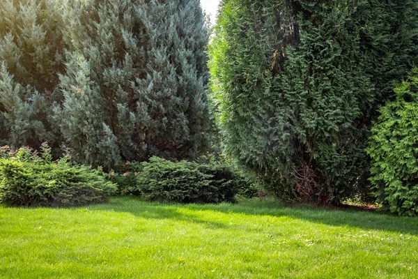 私人住宅后院的景观美化 修剪过的草坪 装饰过的树 — 图库照片