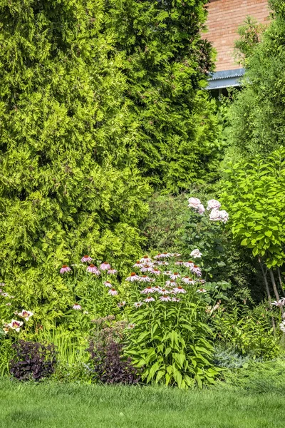 Paesaggio Del Cortile Una Casa Privata Prato Falciato Alberi Decorativi — Foto Stock