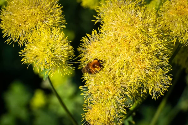 Bee Collects Pollen Yellow Flowers Close — Stock Photo, Image