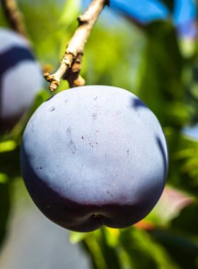 Mavi erikler büyür ve olgunlaşır bahçedeki bir ağaçta, yakın planda.