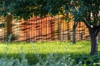 Özel bir evin arka bahçesinde peyzaj. Kesilmiş çimenler, dekoratif ağaçlar, çiçek yatakları..