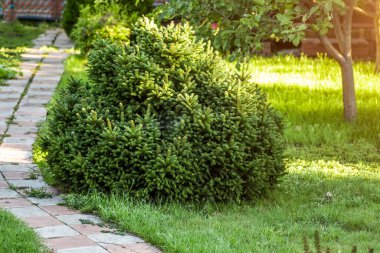 Özel bir evin arka bahçesinde köknar dalları var.