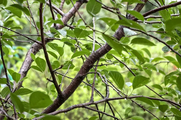 夏日雨中的树枝 — 图库照片