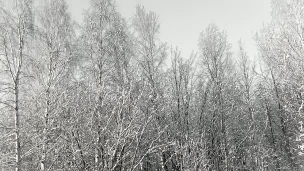 冬の森の風景 — ストック動画