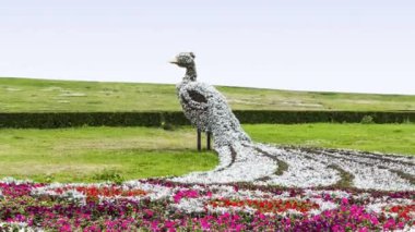 Güzel çiçekli çimenler