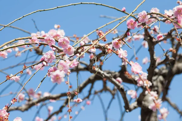 Слива Blossom Дерев Японії — стокове фото