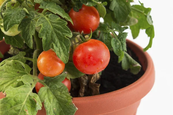 Kirschtomaten Eingetopft Nahaufnahme — Stockfoto