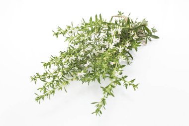 Yaz beyaz izole Savory, Satureja Hortensis,.