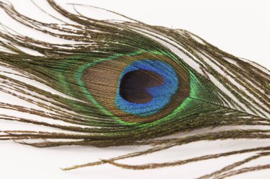 Beyaz arkaplanda tavuskuşu tüyü.