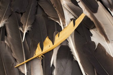 Bireysellik, tüyler ve Altın tüy kavramı.