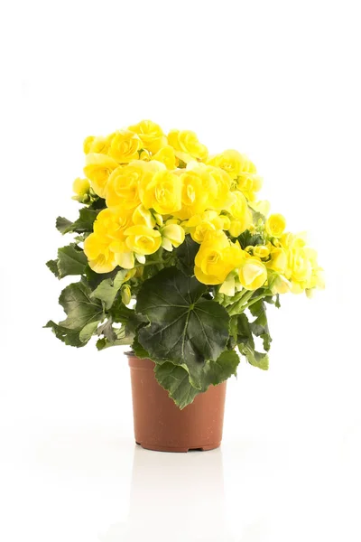 Begonia jaune en pot isolé sur blanc Image En Vente