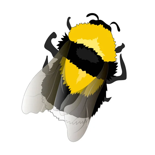Ilustración de Flying fat Bumblebee sobre fondo blanco — Vector de stock