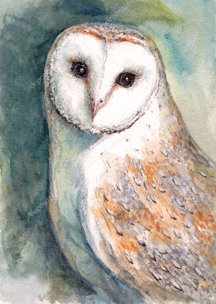Watercolor painting of Beautiful portrait of barn owl