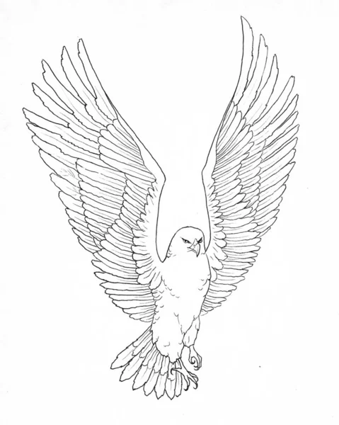 Контур Изображения Летающего Орла — стоковое фото