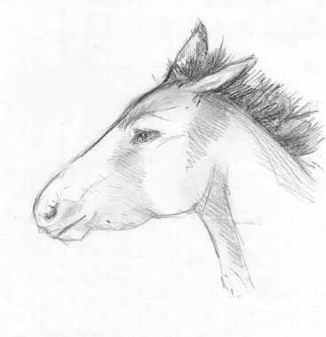 Bir at kafası çizimi.