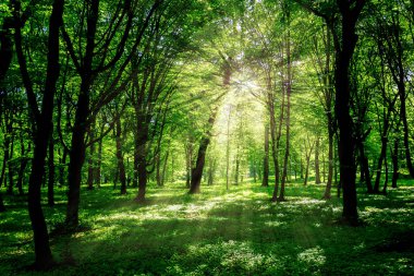 Sabah bahar ormandaki ağaçların dalları ile güneş ışınlarının parlaklık