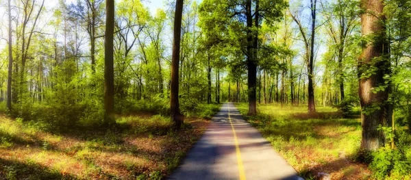 road through a spring deciduous forest on a sunny morning