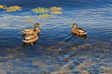 Ördekler nilüferler ile bir havuzda yüzüyor