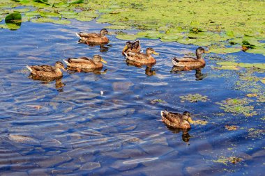 Ördekler nilüferler ile bir havuzda yüzüyor