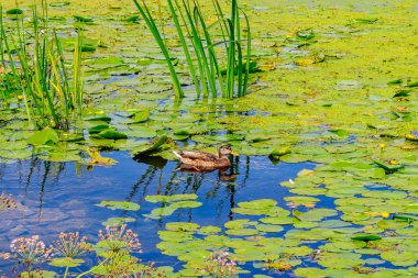 Ördek Nilüfer arasında yüzer