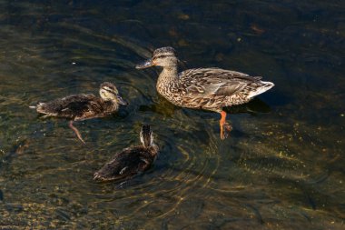 Ördek yavrularıyla yüzer.
