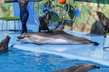fok ve yunuslar dolphinarium gerçekleştirmek