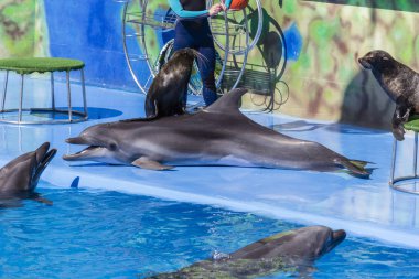 Yunus akvaryumlarında eğitilmiş yunuslar. yunuslar ile göstermek.