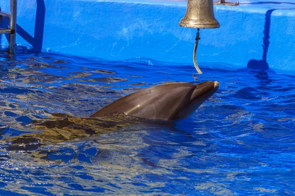 Тренированный дельфин в дельфинариях. шоу с дельфинами . — стоковое фото