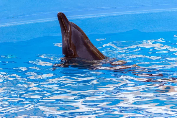 Тренированный дельфин в дельфинариях. шоу с дельфинами . — стоковое фото