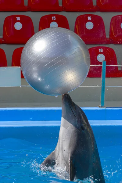 Golfinho segura uma grande bola em seu nariz — Fotografia de Stock