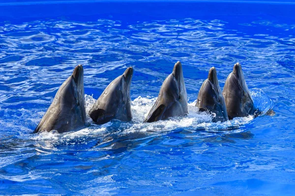 Delfines entrenados en delfinarios. espectáculo con delfines . — Foto de Stock