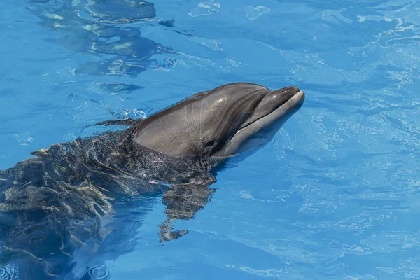 Дельфин в воде ждет еды — стоковое фото
