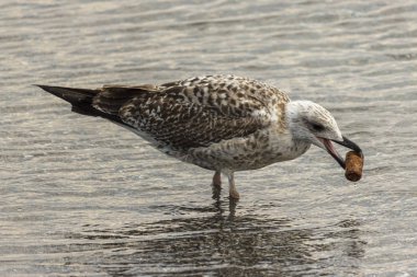 denizde martı şarap bir mantar bulundu