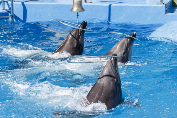 Golfinhos torcer aros na piscina — Fotografia de Stock