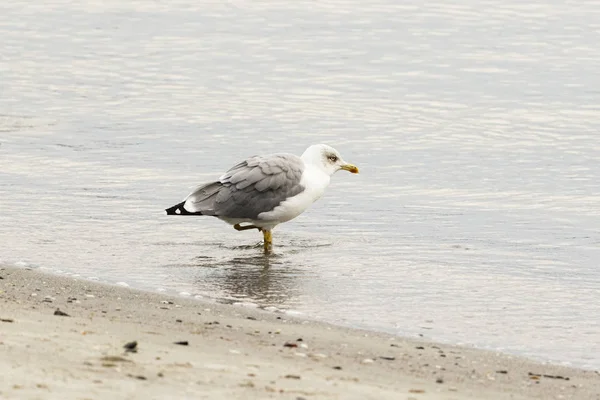 Mouettes marchent le long du littoral — Photo