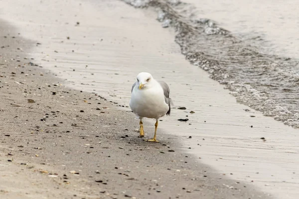 Seagulls walk along the seashore — Stock Photo, Image